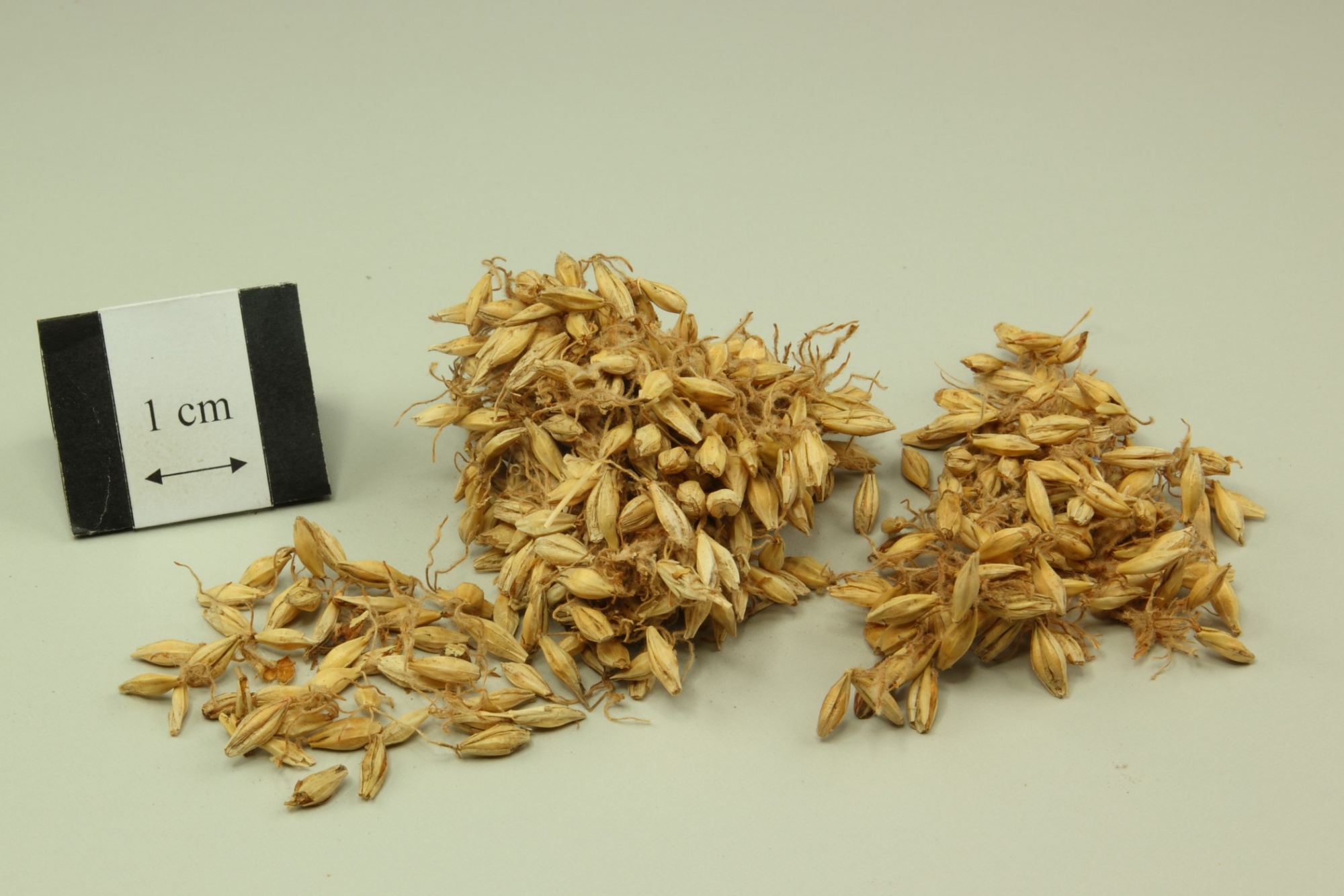 germinated-barley