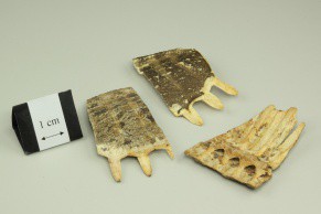 Turtle Carapace