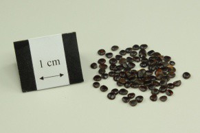 Japanese Raisin Tree Seed
