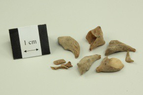 Chinese Gall