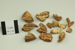 Medicine Terminalia Fruit