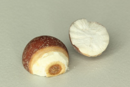 Gordon Euryale Seed