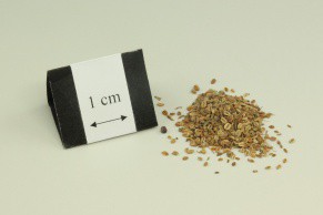 Common Cnidium Fruit