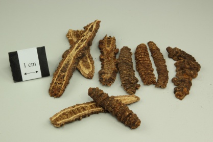 Incised Notopterygium Rhizome or Root