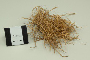 Manchurian Wildginger root