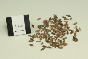 Great Burdock Achene