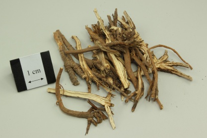 Chinese Thorowax Root