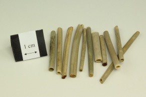 Common Scouring Rush Herb