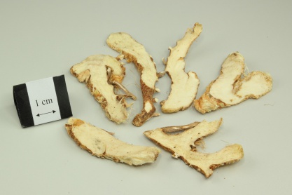 Common Anemarrhena Rhizome