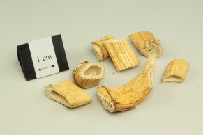 Reed Rhizome