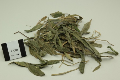 Lophatherum Herb