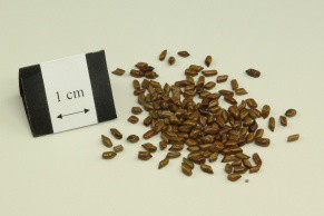 Cassia Seed