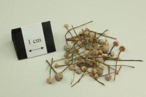 Pipewort Flower
