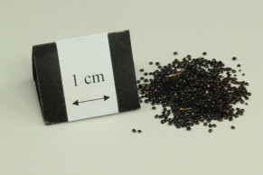 Feather Cockscomb Seed