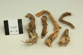Chinese Pulsatilla Root