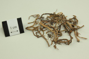 Purslane Herb