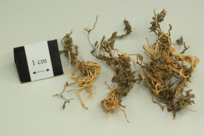 Chinese Lobelia Herb