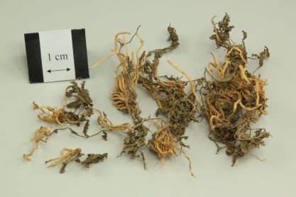 Chinese Lobelia Herb
