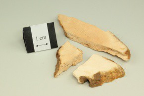 Glabrous Greenbrier Rhizome