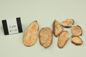Japanese Ampelopsis Root