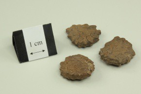 Cochinchina Momordica Seed