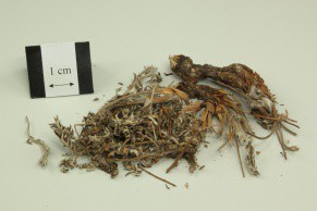 Chinese Cinquefoil
