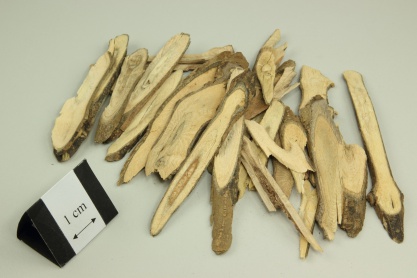 Baphicacanthus Root