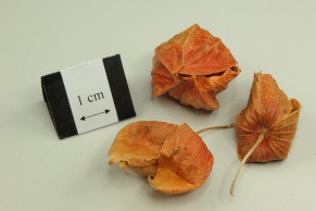 Franchet Groundcherry Fruit