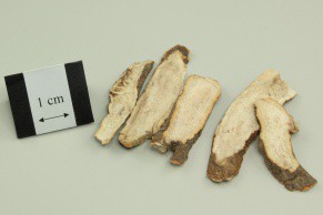 Red Peony Root