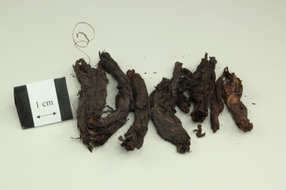 Arnebia Root