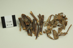 Glabrous Sarcandra Herb
