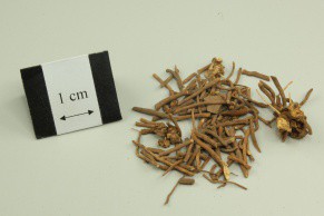 Blackend Swallowwort Root