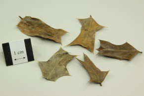 Chinese Holly Leaf