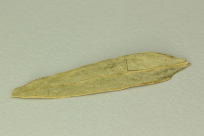 Senna Leaf