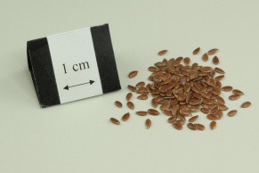 Linseed