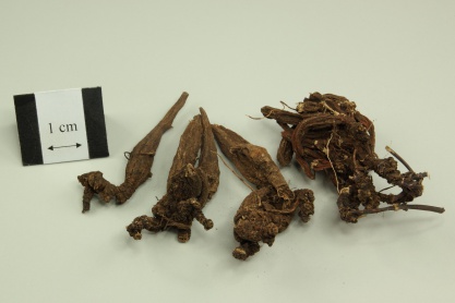 Knoxia Root