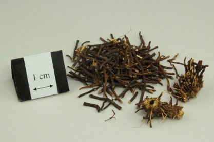 Chinese Clematis Root
