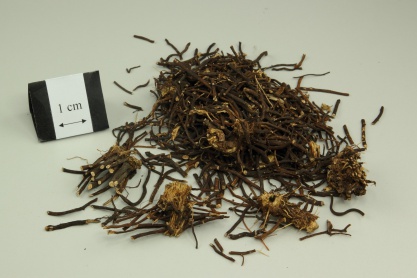 Chinese Clematis Root