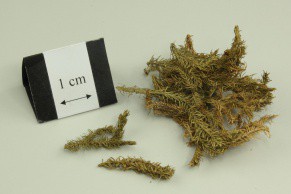 Common Clubmoss Herb