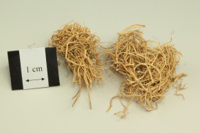 Paniculate Swallowwort Root