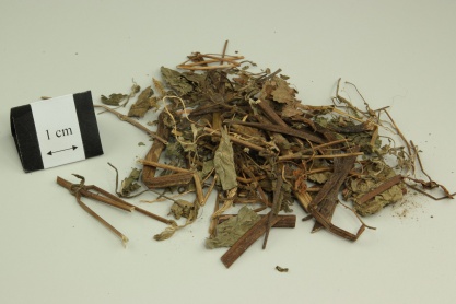Siegesbeckia Herb