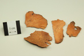 Chinaroot Greenbrier Rhizome