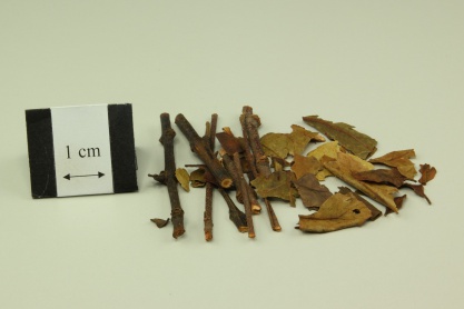 Chinese Taxillus Herb
