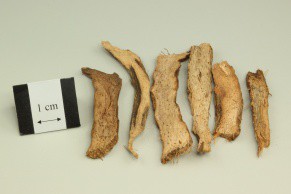 Obscured Homalomena Rhizome