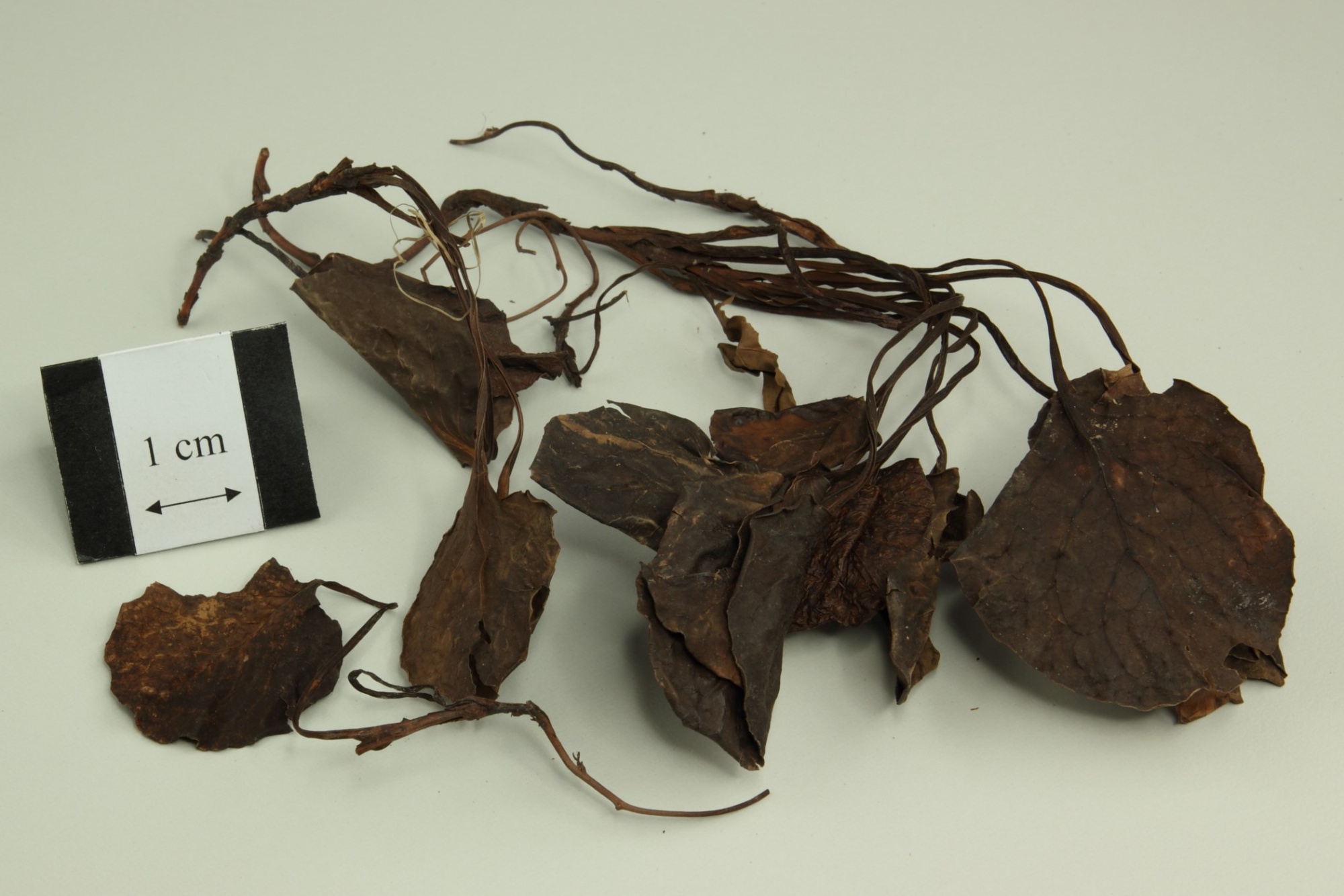 科学网—20191016——灵枝草（Rhinacanthus nasutus (L.) Kurz） - 栗茂腾的博文