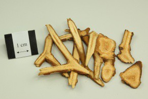 Coloured Mistletoe Herb