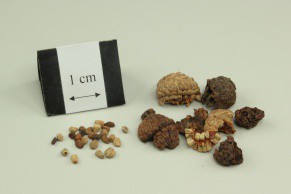 Katsumada Galangal Seed