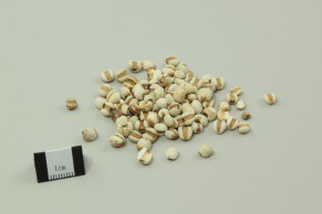 Coix Seed