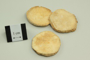 Oriental Water Plantain Rhizome