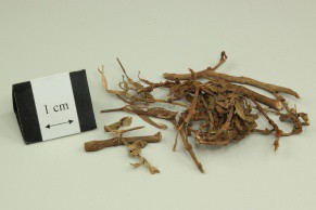 Common Knotgrass Herb